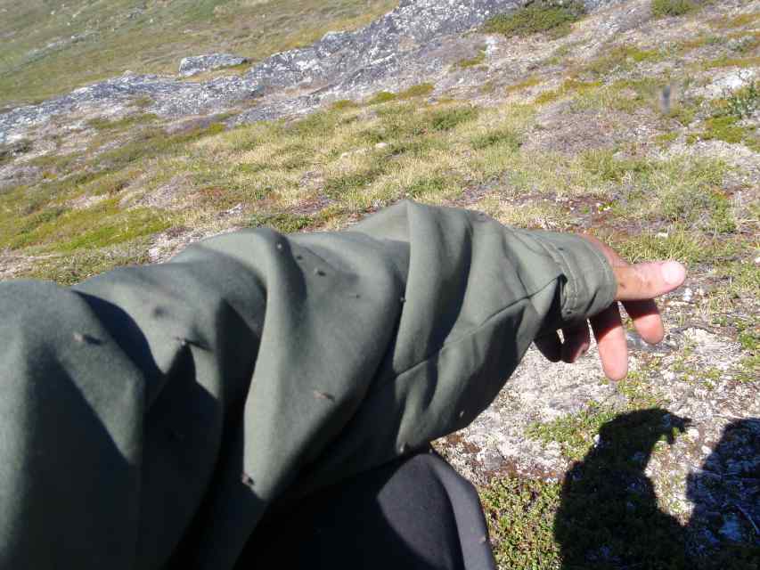 2008_07_Greenland_533