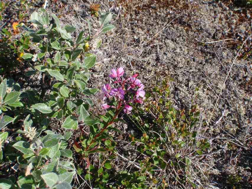 2008_07_Greenland_549