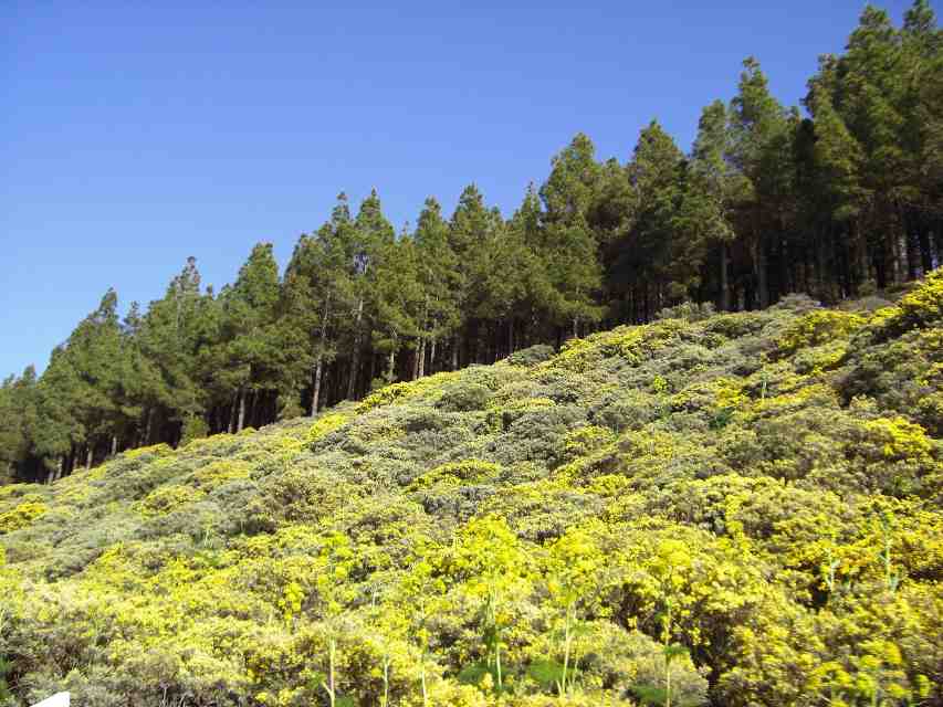 2008_Mai_Gran_Canaria_095