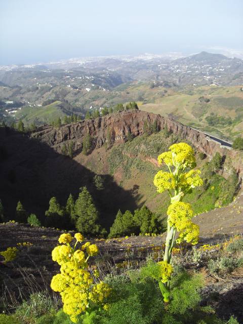 2008_Mai_Gran_Canaria_098