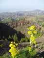 2008_Mai_Gran_Canaria_098