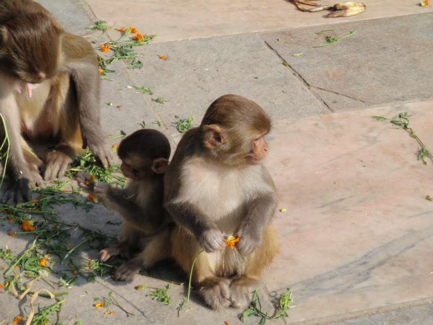 2009_11_06-29_Nepal_1844