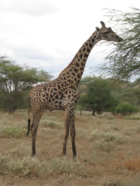 2011_06_11-25_Kenia_1037