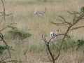 2011_06_11-25_Kenia_0064