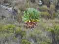 2011_06_11-25_Kenia_0463