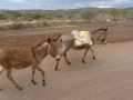 2011_06_11-25_Kenia_1021