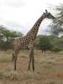 2011_06_11-25_Kenia_1037