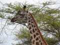 2011_06_11-25_Kenia_1044