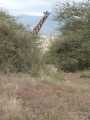 2011_06_11-25_Kenia_1058