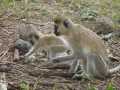 2011_06_11-25_Kenia_1258