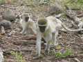 2011_06_11-25_Kenia_1263