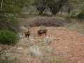 2011_06_11-25_Kenia_1310