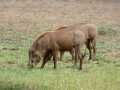 2011_06_11-25_Kenia_1331