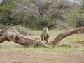 2011_06_11-25_Kenia_1382