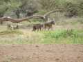 2011_06_11-25_Kenia_1399