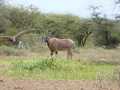 2011_06_11-25_Kenia_1411