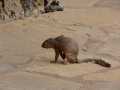 2011_06_11-25_Kenia_1413