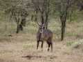 2011_06_11-25_Kenia_1427