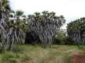 2011_06_11-25_Kenia_1469