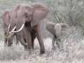 2011_06_11-25_Kenia_1621