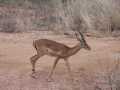 2011_06_11-25_Kenia_1666