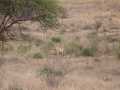 2011_06_11-25_Kenia_1690