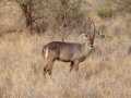 2011_06_11-25_Kenia_1705