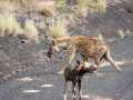 2011_06_11-25_Kenia_1732