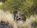 2011_06_11-25_Kenia_1735