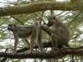 2011_06_11-25_Kenia_1797