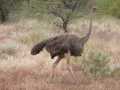 2011_06_11-25_Kenia_1834