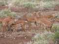 2011_06_11-25_Kenia_1842