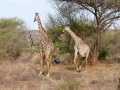 2011_06_11-25_Kenia_1859