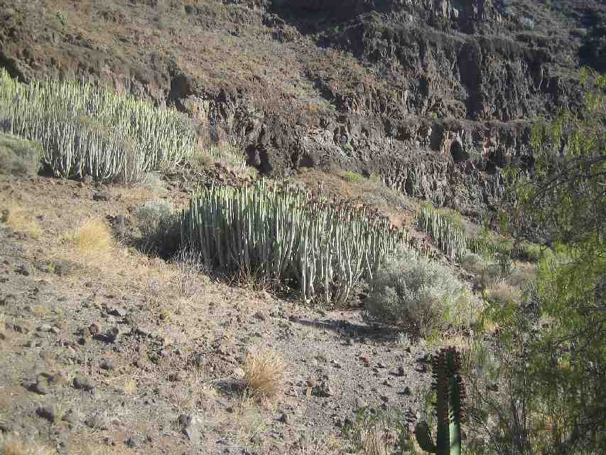 2007_05_25-28_Gran_Canaria_086